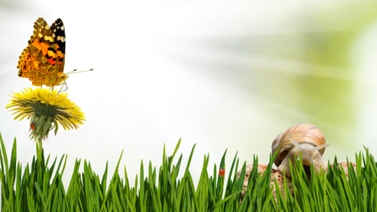 image of flowers, butterfly and snail in the garden