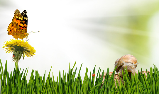 image of flowers, butterfly and snail in the garden